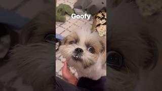 Want a shihtzu at home, just look once  shihtzu dog #shihtzu #dog #viral
