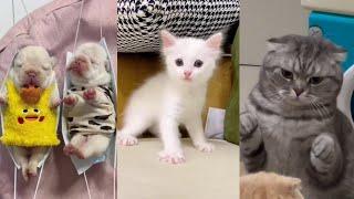 Funniest Videos  2023 Funny Cats and Dogs  - #19 | Animal Pet TV