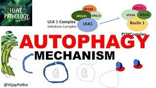 AUTOPHAGY: Definition, Mechanism,  Benefits & Role