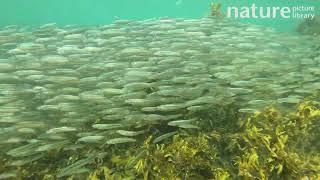 European sprat (Sprattus sprattus) shoaling in shallow water, Scapa Beach, Scotland. September.