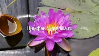 Продажа нимфей, кувшинок (купить нимфеи, кувшинки в частном питомнике WaterLilia.ru)