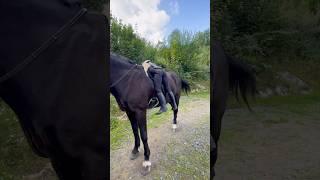 It's not easy when your horse is BIG #shortsvideo #horse #equestrian