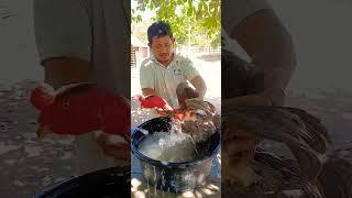 #matrix #bearded #bed #borabora #cyclone #backyard #chicks #quality #only #rooster