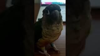 Moody conure birb️