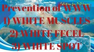 prevention of white fecel & white muscles of vannamei