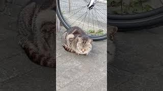 Cat's meditation and dog's activity & #cat #dog #animals
