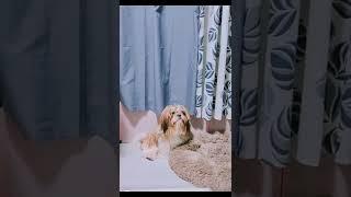 Coco the ShihTzu | Realization #shorts