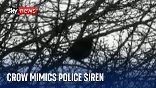 Bird 'confuses' police officers by mimicking siren sound