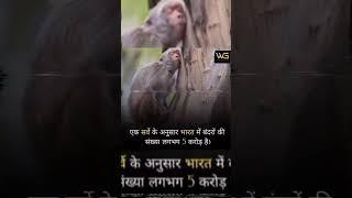 Population of monkeys in India|World gyan|