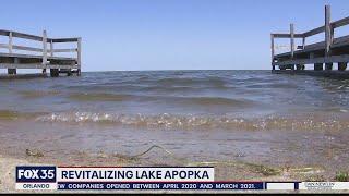 Old citrus trees anchored to the bottom of Lake Apopka