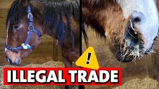 Trafficked 20: Horses Rescued From Horror Journey