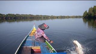 banyak orang tidak tahu kalau kakap putih kebanyakan main di pinggir #barramundi