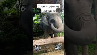 Слон умеет играть на гармошке #гарошка #слон #путешествия #пхукет #travel #таиланд #phuket #thailand