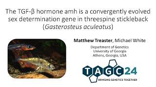 TAGC 2024 - Sex determination in Threespine Stickleback (Gasterosteus aculeatus)