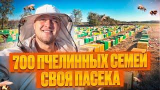 Личная пасека 700 пчелосемей. продажа меда оптом. продажа пчелосемей. опыление. кочевая пасека