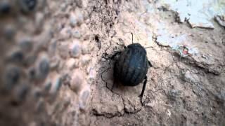 THL 5000 VIDEO TEST 1 FULL HD - MACRO INSECT