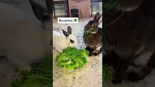 A Day In The Life With 2 Free Roam Bunnies 