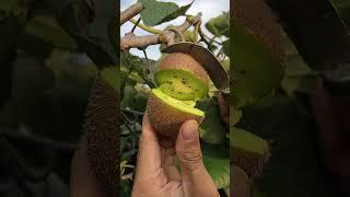 Best relaxing fruit tree farming | Oddly satisfying fresh fruit | Fruit Ninja Harvesting #674