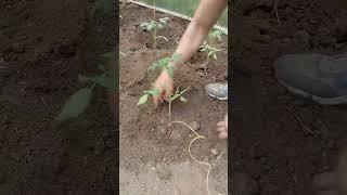 Как подвязывать помидоры?  #теплица #сад #огород