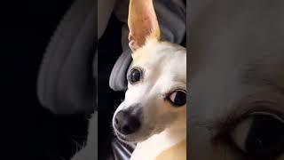 Cute Little Dog Eagerly Waiting to Sleep in Car New Video