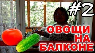 Выращиваем овощи огурцы и помидоры на балконе  Эксперимент - #2