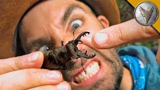 PINCHED by a GIANT STAG BEETLE!