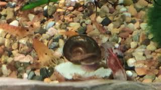 Shrimp fight a snail for food / Креветки дерутся с улиткой за еду