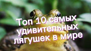 Топ 10 самых удивительных лягушек в мире