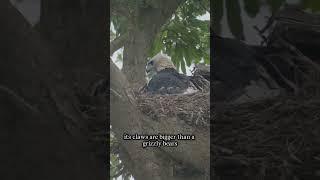 The Harpy Eagle – The Giant Predator of the Sky! 