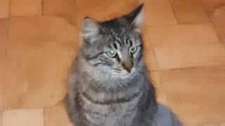 The cat Milla, at night 