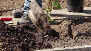 Brombeeren pflanzen und Pflanzgerüst erstellen