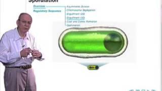 Sporulation in Bacillus subtilis