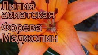 Лилия азиатская Форева Маджолин (lilium)  обзор: как сажать, луковицы лилии Форева Маджолин