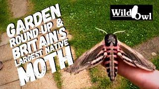 Garden Round-up & Britain's Largest Native Moth