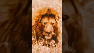 Mister Kaif ️ islamic video  Follow me please Bhai Jaan 