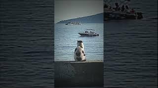 #vancat #ambient