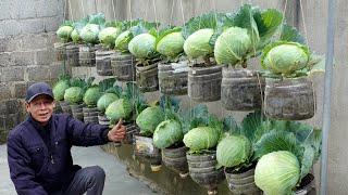 Dream Cabbage Garden: Growing Using Just Plastic Bottles, Super Easy And Economical