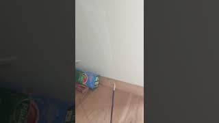 Ақша свечасы