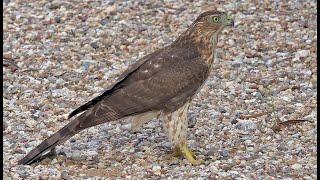 Backyard Cooper's Hawk - Tucson Foothills