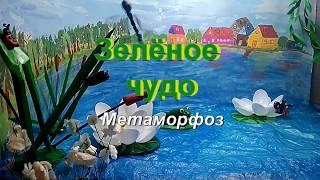 Зелёное чудо