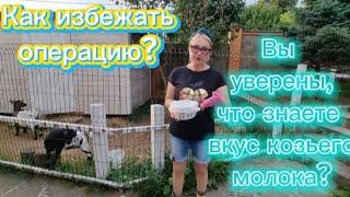 Как избежать операцию? Вы знаете вкус молока камерунской козы?