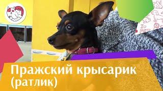 Пражский крысарик (Ратлик) на ilikepet. Особенности породы, уход