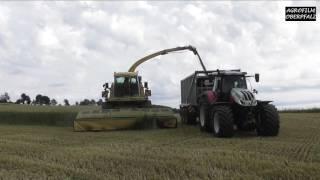 Häcksel-Action im Getreide - Krone Big X 700 - LU Bücherl - GPS häckseln - Steyr 6270 Terrus CVT