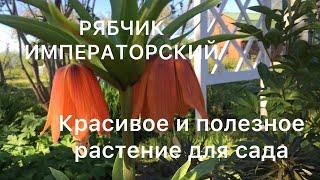 РЯБЧИК ИМПЕРАТОРСКИЙ. Посадите его чтобы не заводились мыши в цветниках.