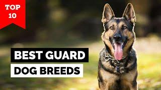 Top 10 Best Guard Dog Breeds in the World