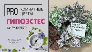 Комнатное растение Гипоэстес | Уход в домашних условиях. Неприхотливое декоративное растение.