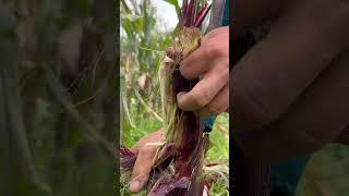 Harvest super delicious and nutritious black corn