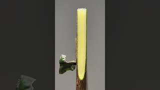 #Grafting technology #Grafting skills Loquat tree grafting technology sharing, just align the