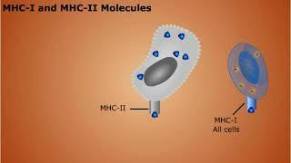 The Specific Immune Response