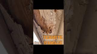 Maxx Force Pest Control